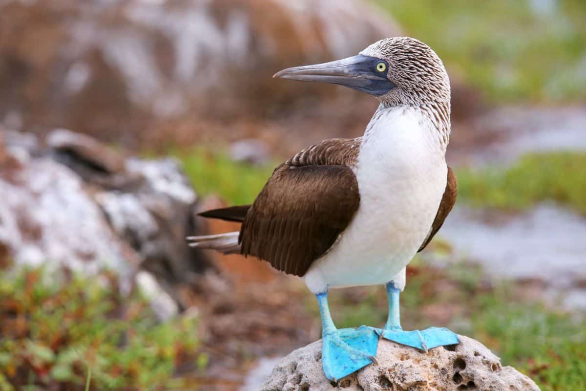 An adorable Booby is standing on a rock.
