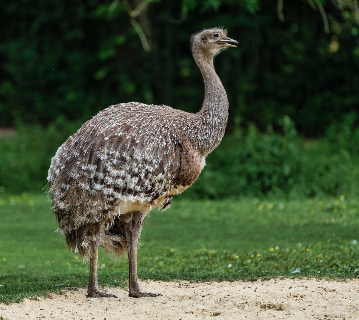 A big, tall Darwin’s Rhea standing on sand.