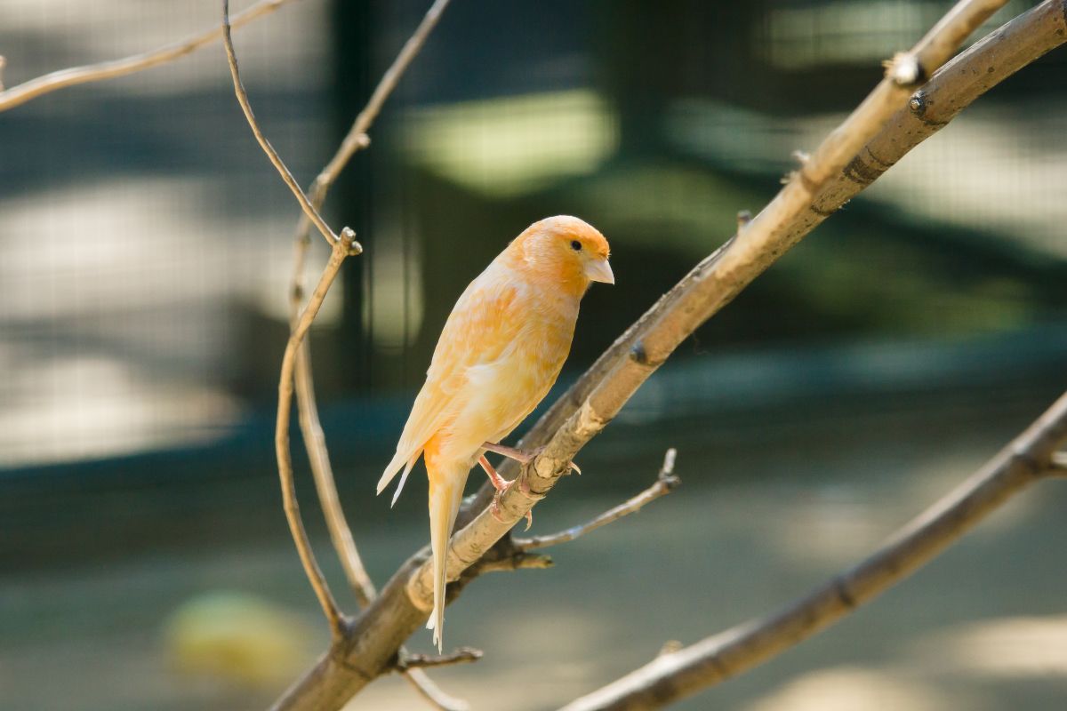 An adorable Domestic Canary perched on a branch.