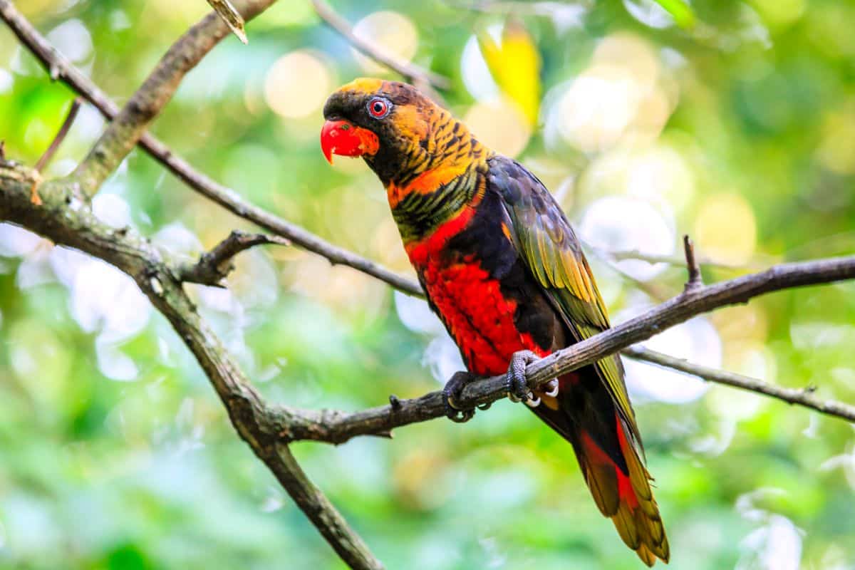 A beautiful Dusky Lory perched on a branch.