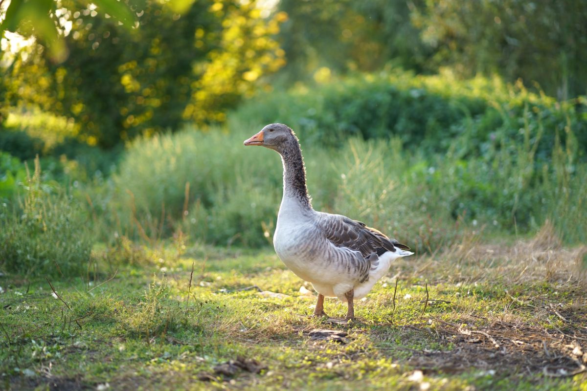 A beautiful Goose standing in the meadow on a sunny day.