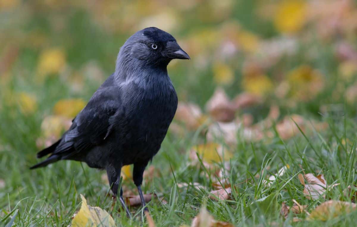 A beautiful Jackdaw is standing in a meadow.