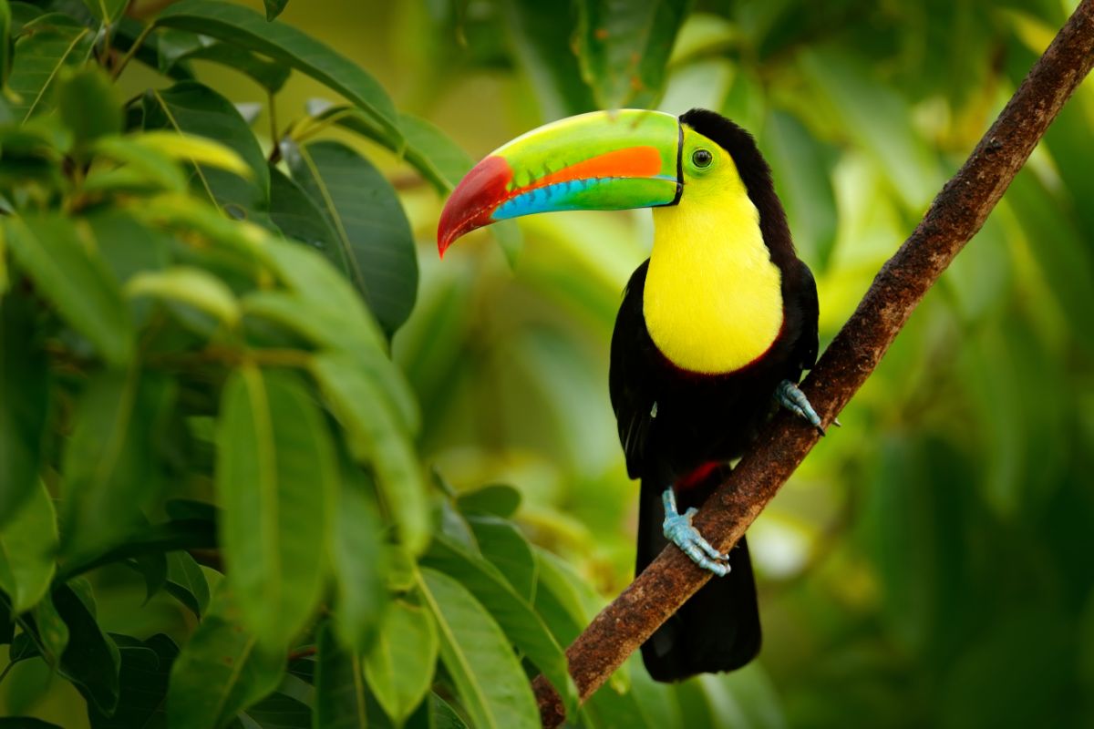 A beautiful Keel-Billed Toucan perched on a branch.