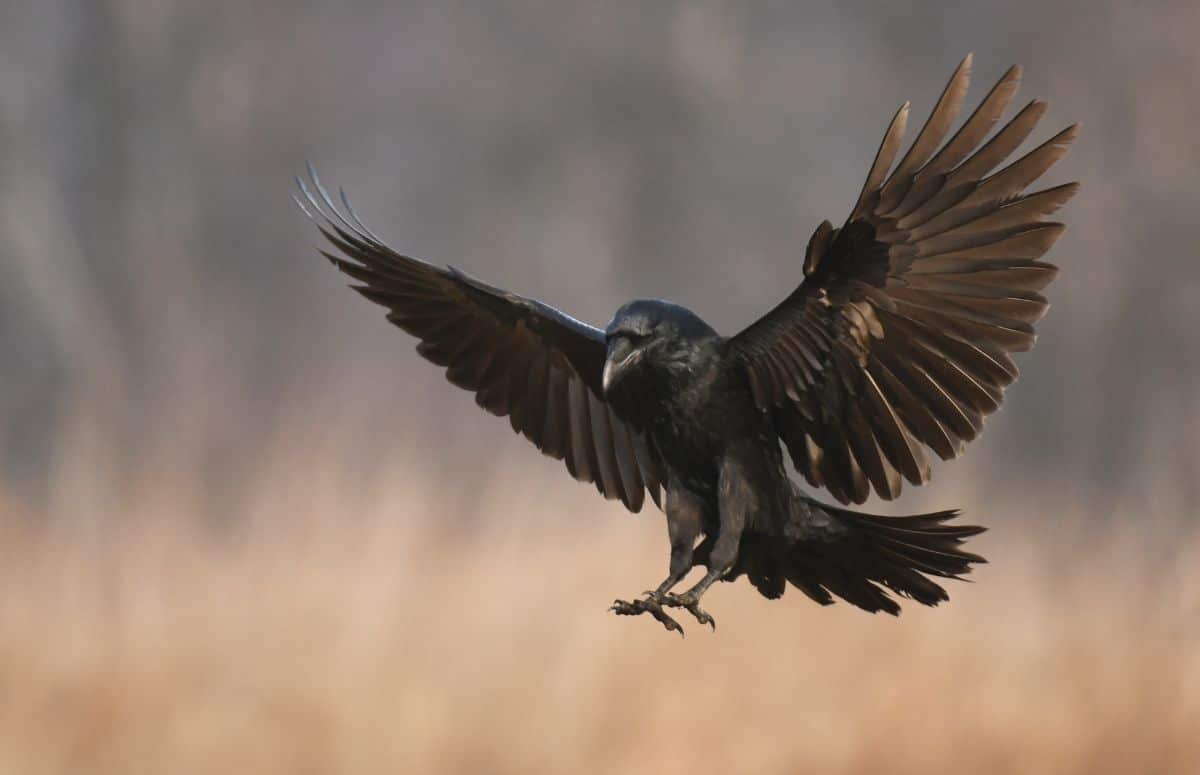 A beautiful flying Raven on a sunny day.