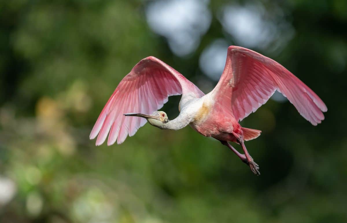 A beautiful flying Roseate Spoonbill.