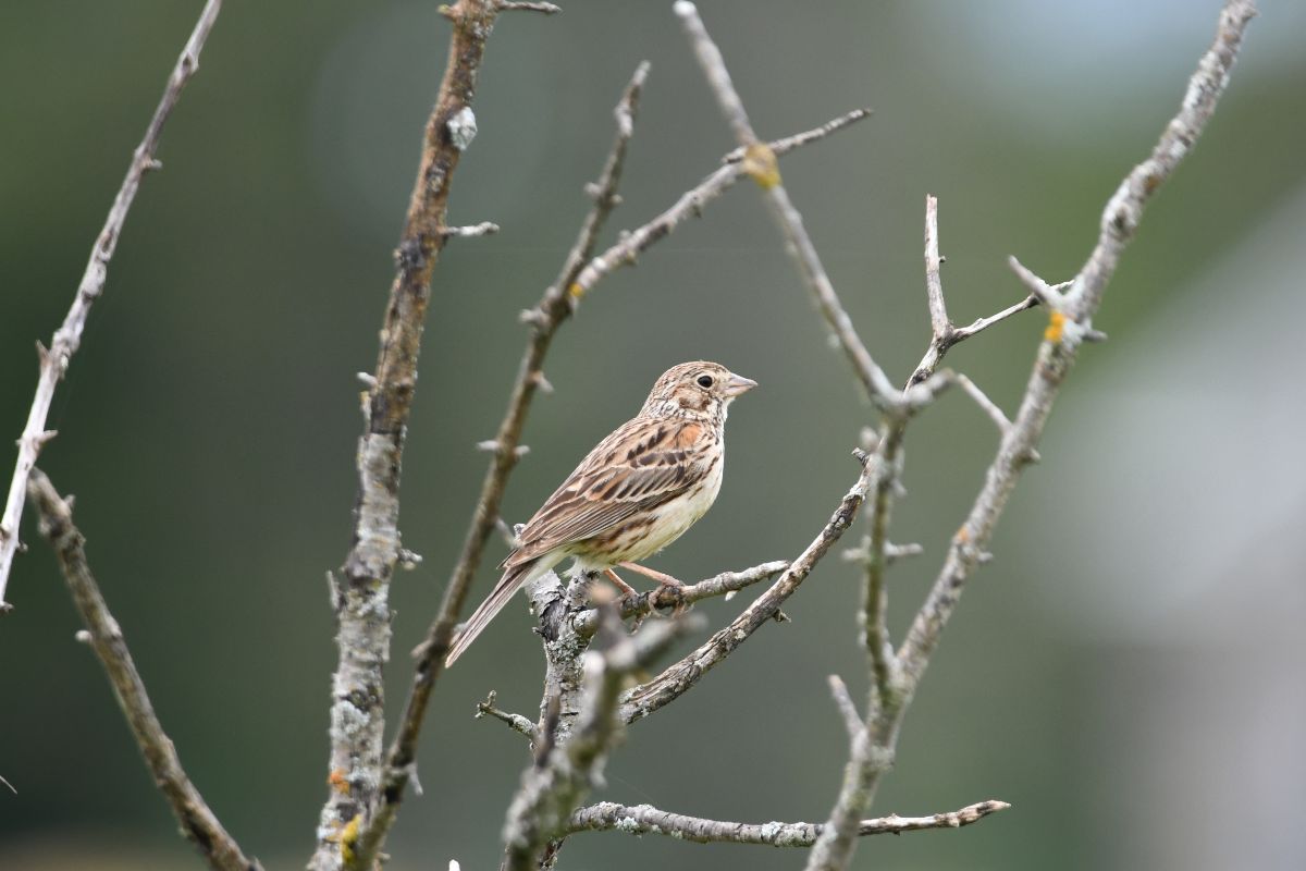 An adorable Vesper Sparrow perched on a branch.