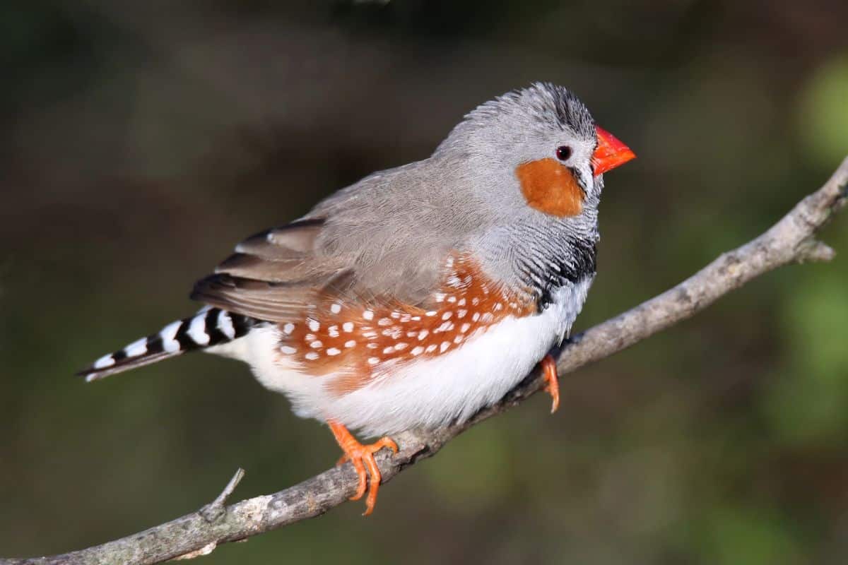 An adorable Australian Zebra Finch perched on a branch.