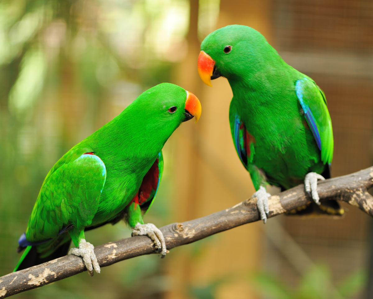 Two beautiful Eclectus Parrots perched on a branch.