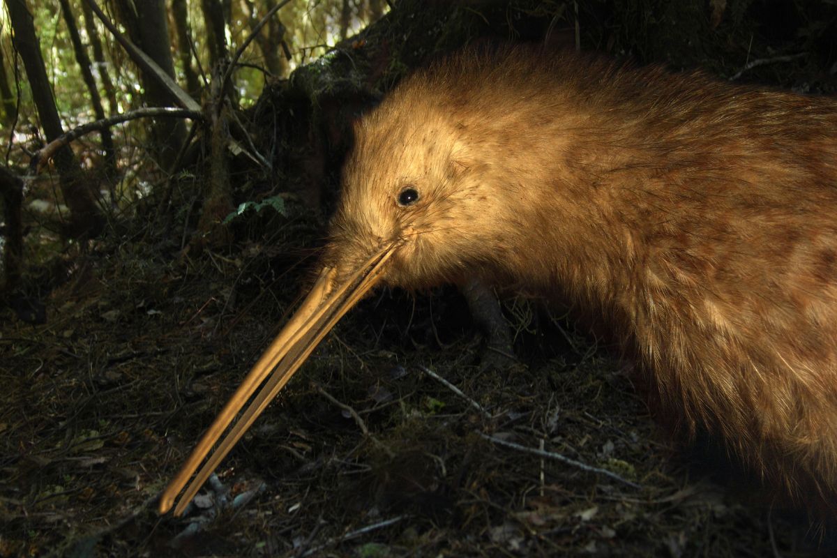 A close-up of a Great Spotted Kiwi.