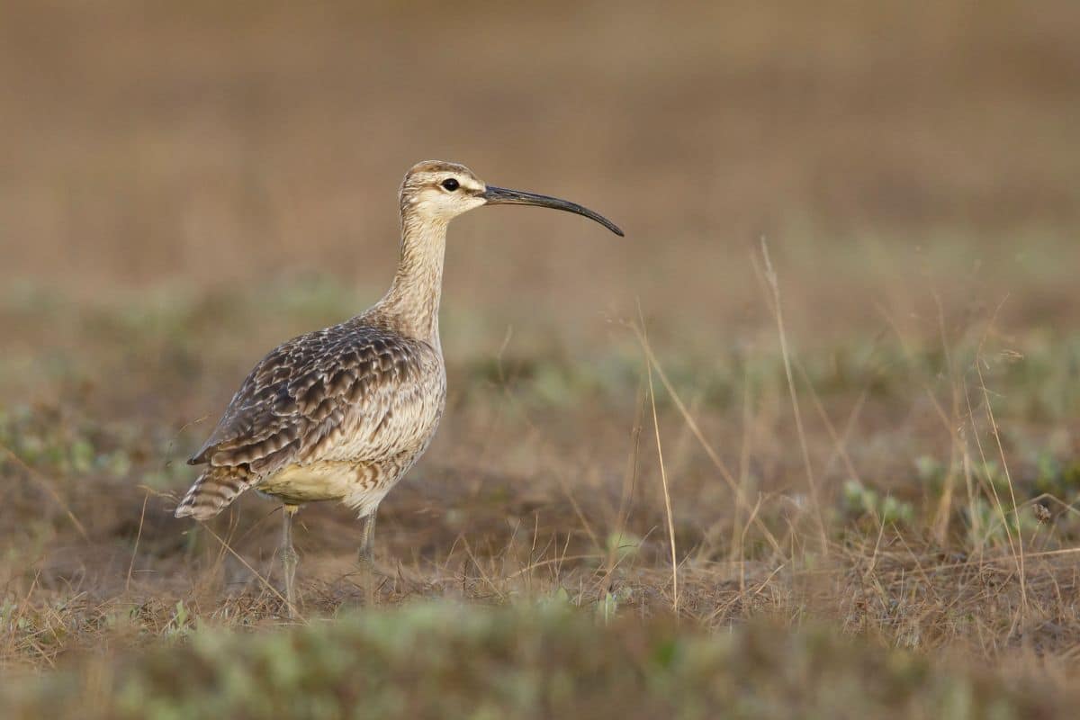 An adorable Hudsonian Whimbrel is walking in a meadow.
