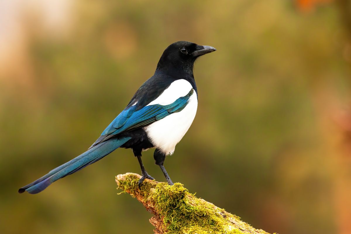 A beautiful Magpie perched on an old branch.