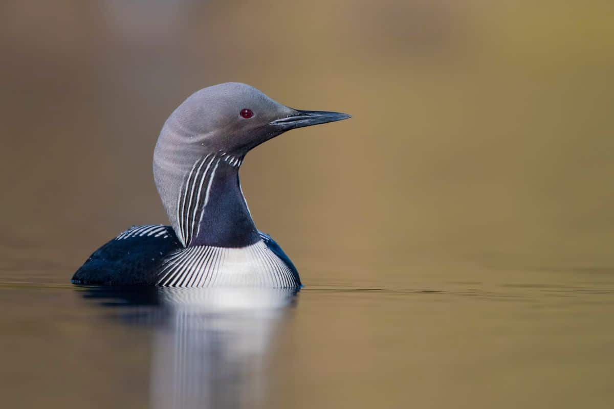 A cute Pacific Loon is swimming in the water.