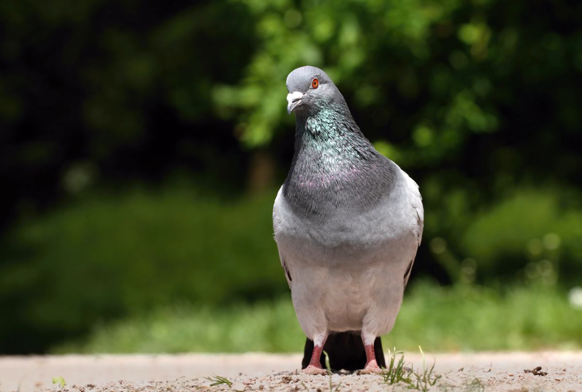 A beautiful Rock Dove standing on the ground on a sunny day.