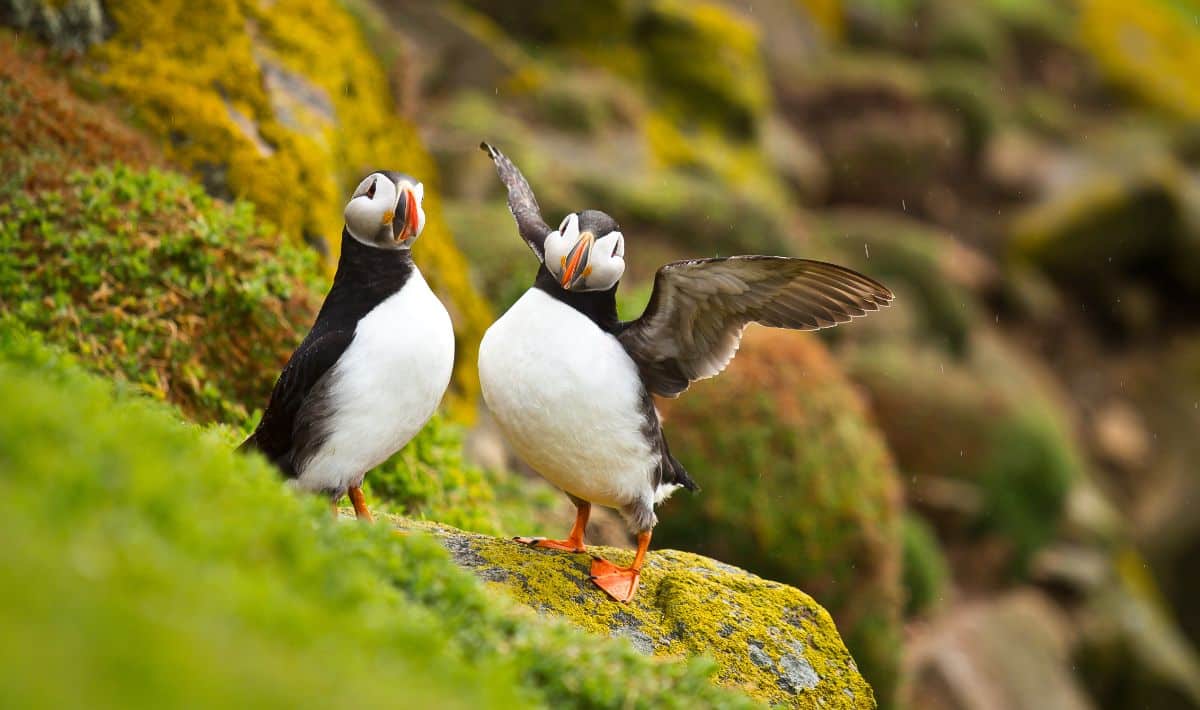 Two adorable Puffins are standing on a rock on the shore.