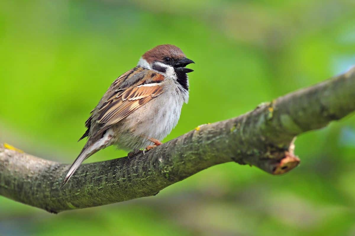 An adorable Sparrow perched on a branch.