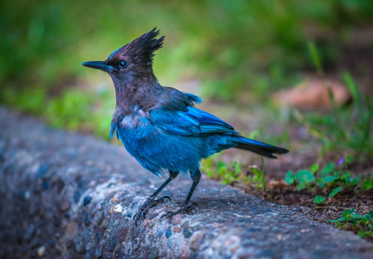 A beautiful Stellar’s Jay is standing on the edge of a curb.