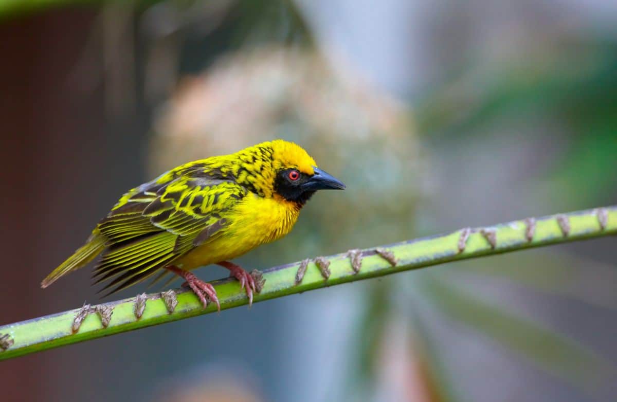A beautiful Village Weaver perched on a branch.