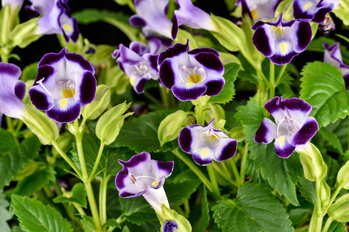 Beautiful bi-color flowers of Wishbone flower.