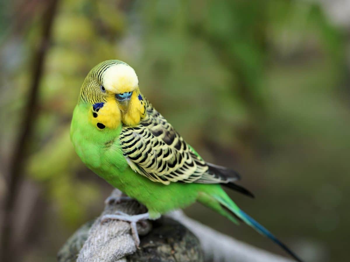 A beautiful Budgerigar perched on a rope.