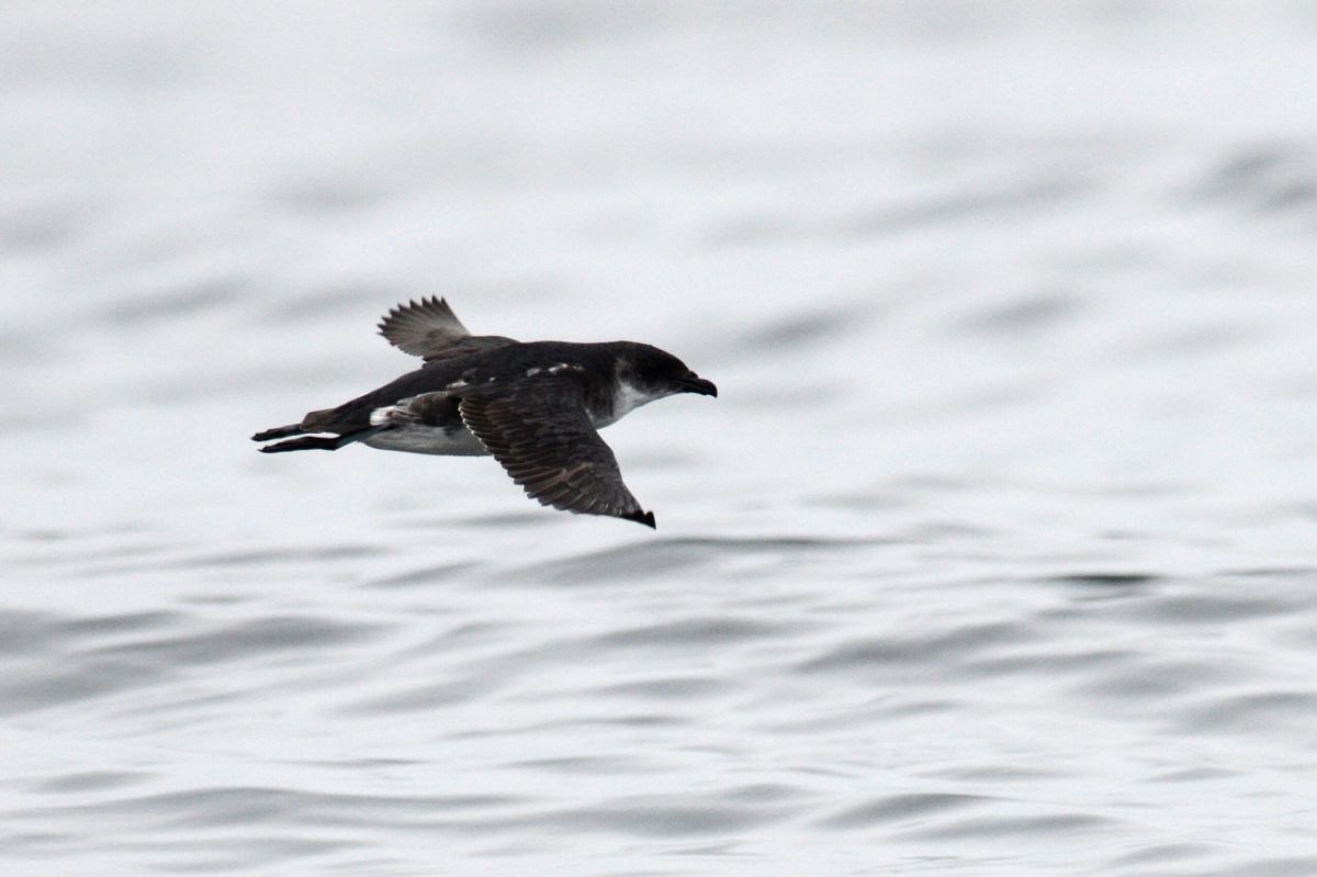 A flying Diving Petrel.