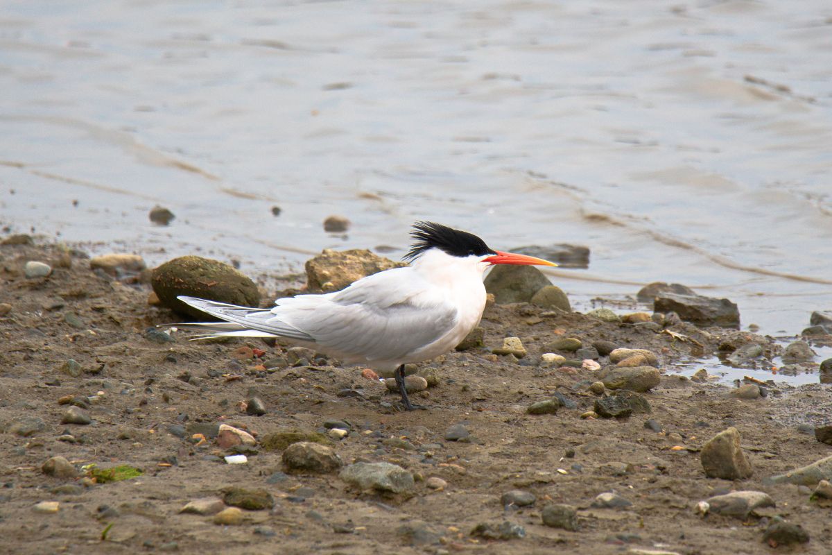 An adorable Elegant Tern is standing on the shore near the sea.