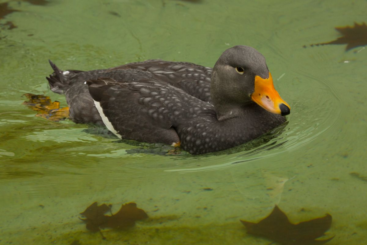 A beautiful Fuegian Steamer Duck swimming in green water.