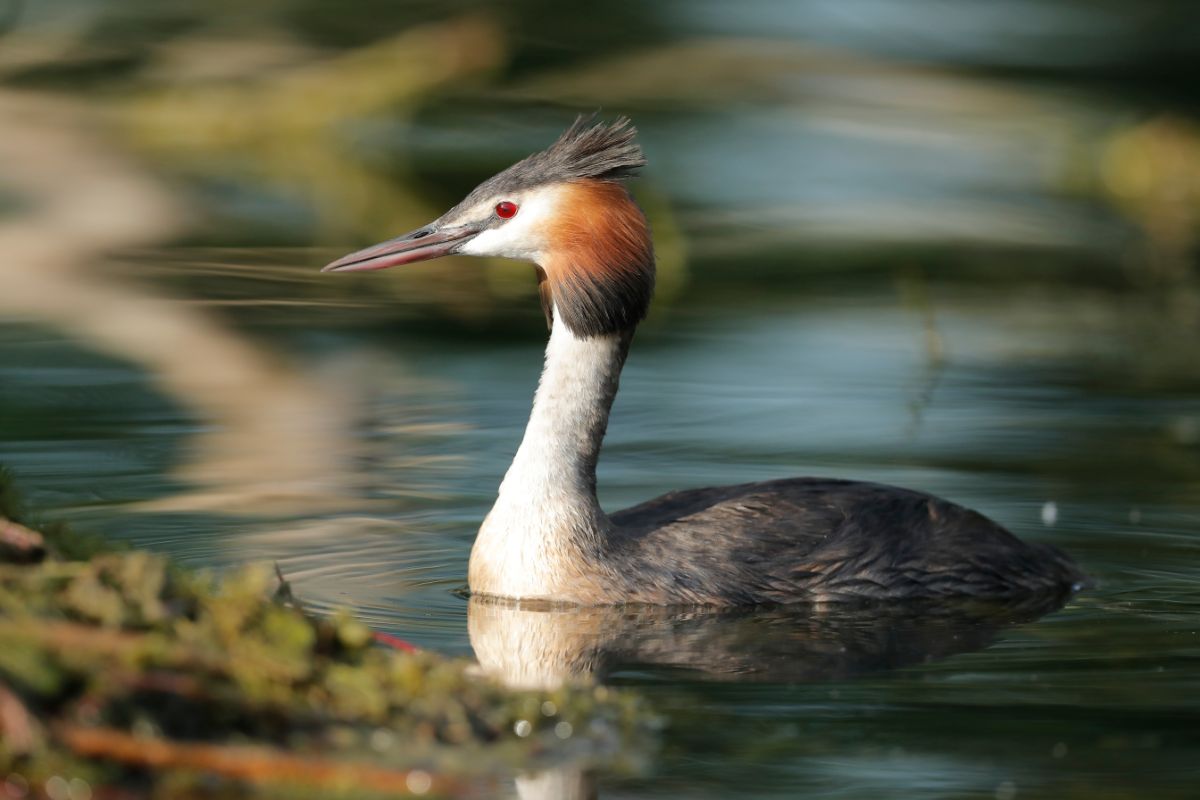 An adorable Grebe is swimming in the water.