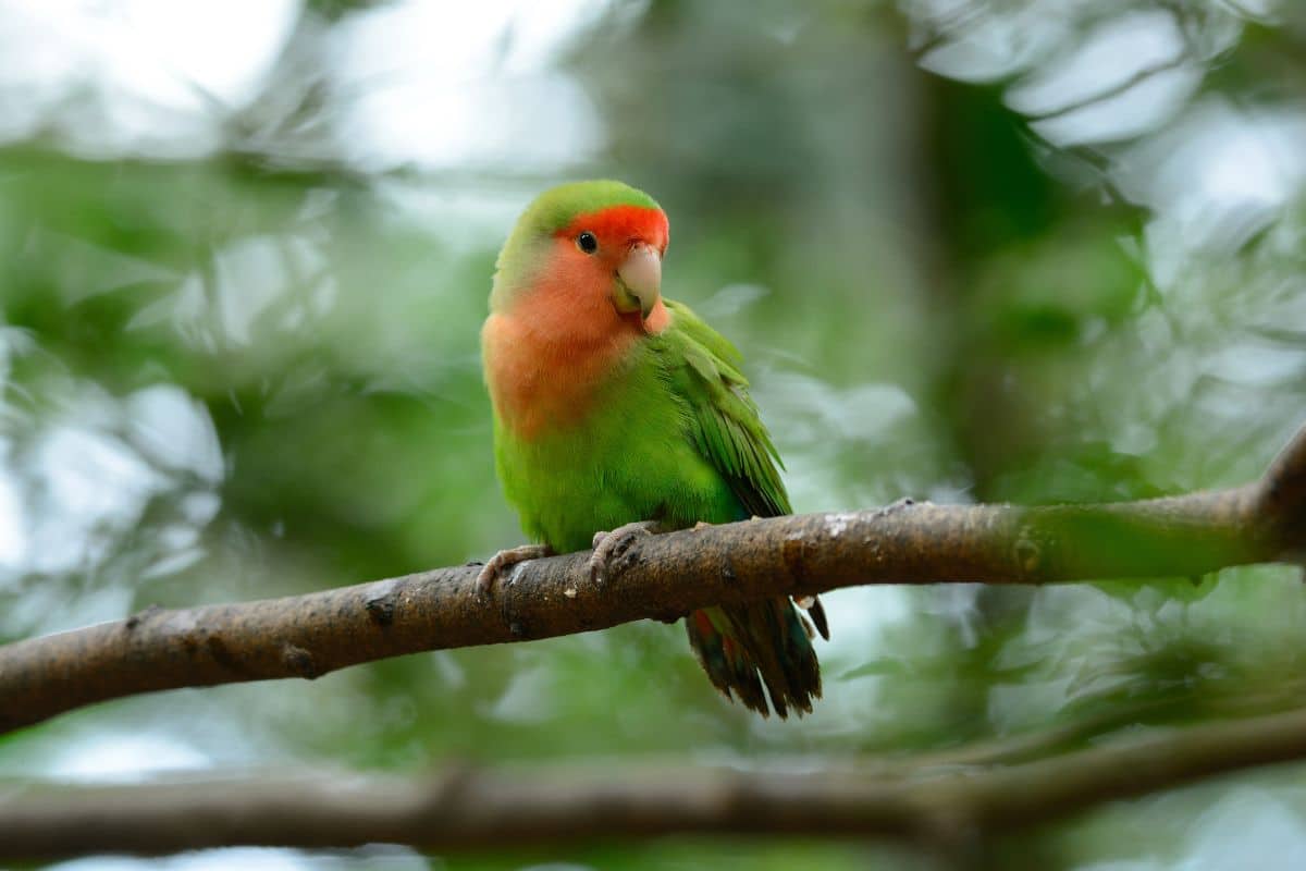 An adorable Lovebird perched on a branch.