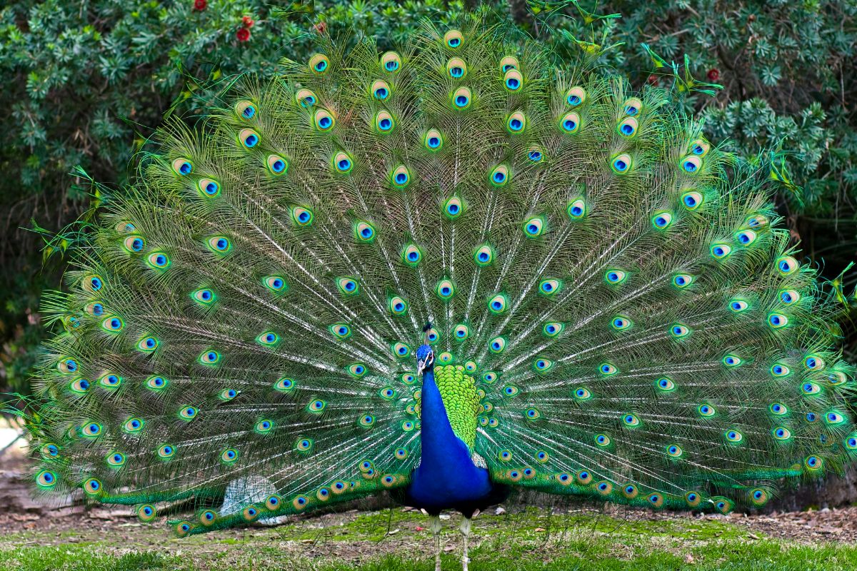 A beautiful Peacock with a spread tail.