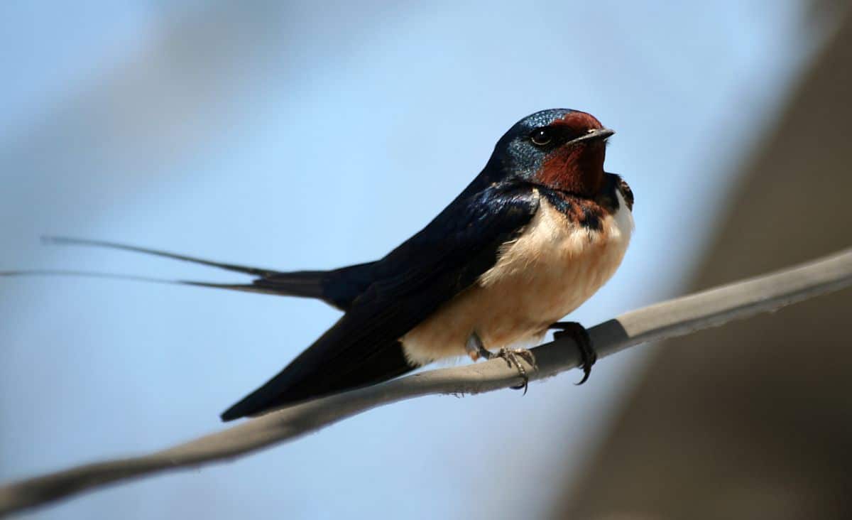 An adorable Swallow perched on a wire.