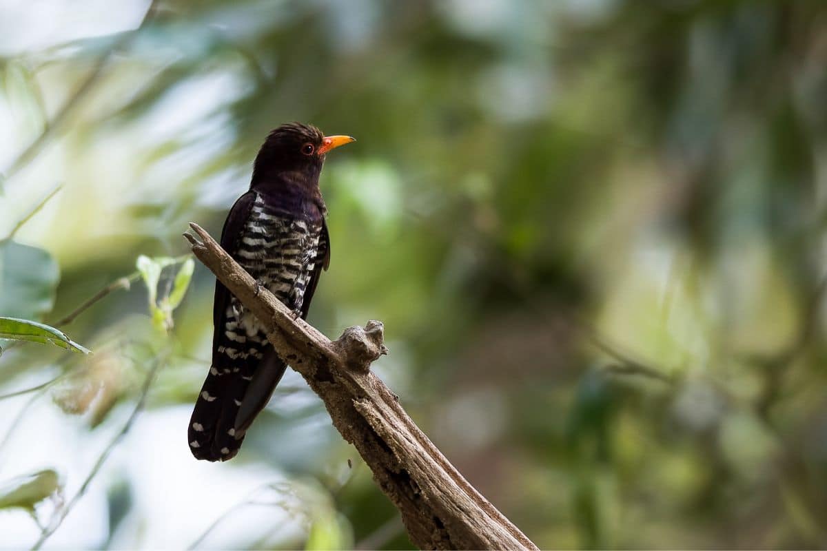 An adorable Violet Cuckoo perched on an old branch.