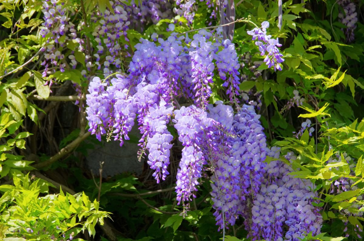 A beautiful úink blooming Wisteria.