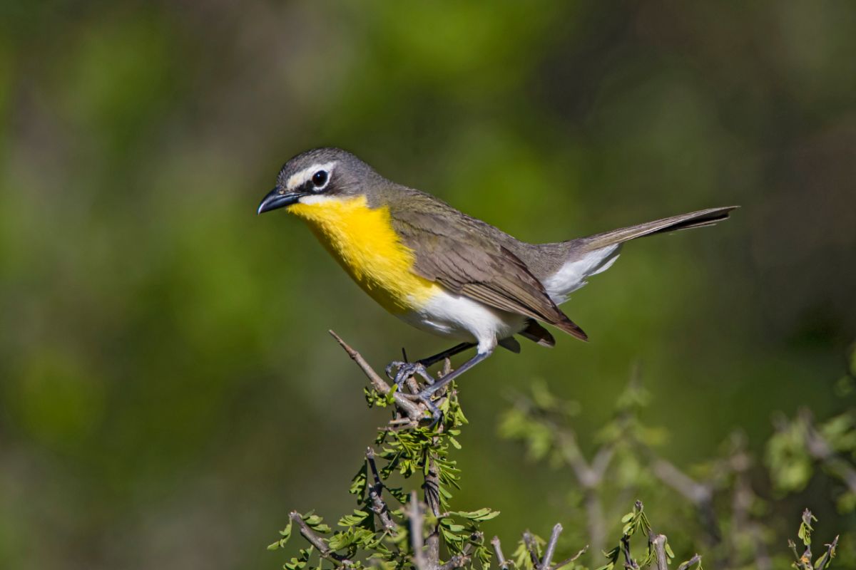 An adorable Yellow-breasted Chat perched on a branch.