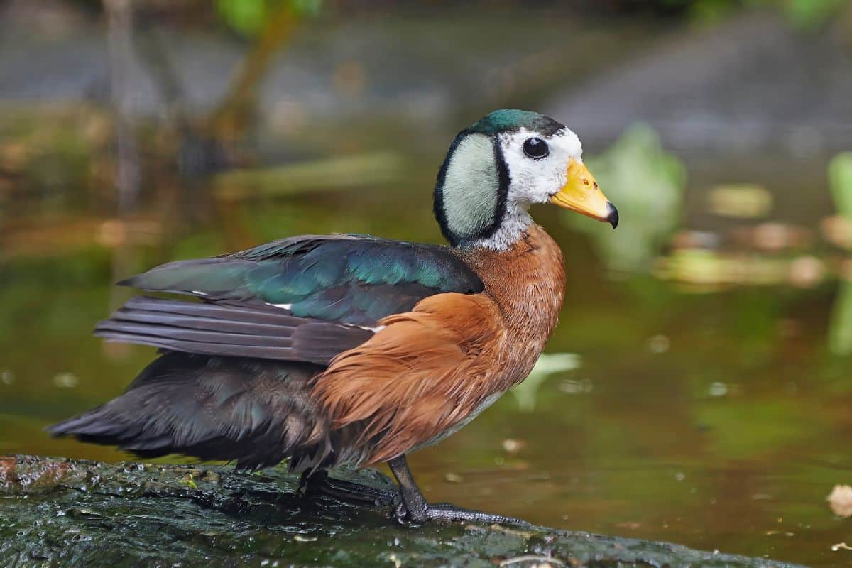 A beautiful African Pygmy Goose standing in shallow water.