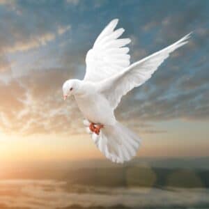 A white flying Dove on sunset.
