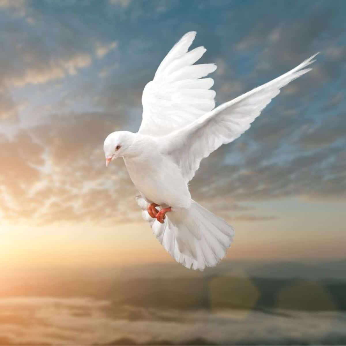 17 birds mentioned in the bible with photos bird nature