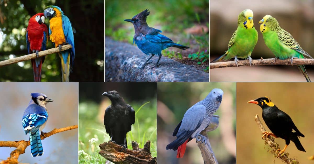 17 Birds That Can Mimic Sound (With Photos) facebook image.