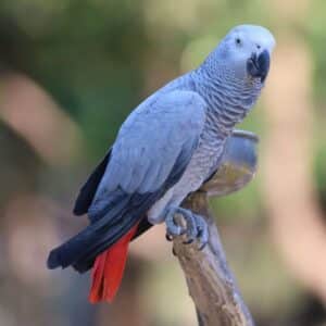 A beautiful African Grey Parrot perched on a branch.