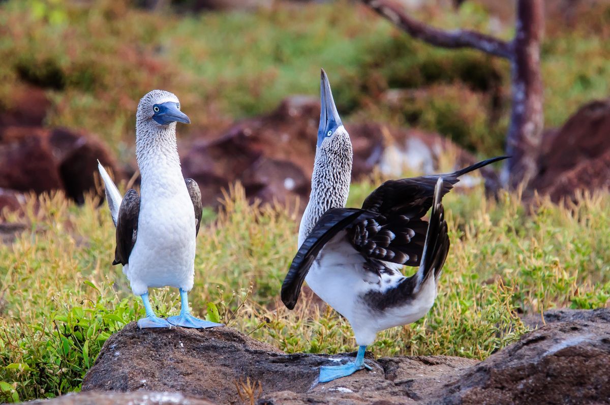 Two adorable Boobies are standing on a rock.