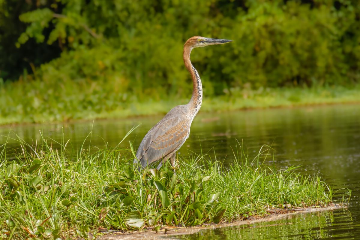 A tall standing Goliath Heron near the water.