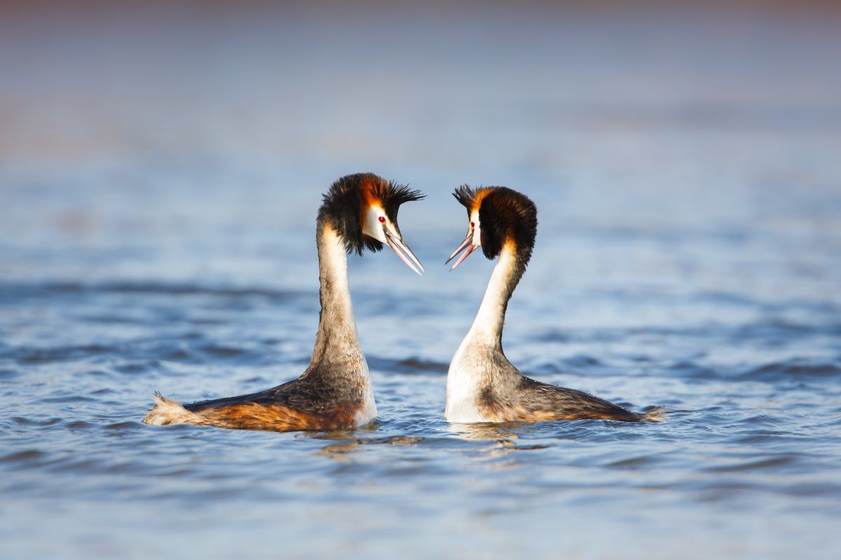 Two adorable Grebeses are swimming in the water.