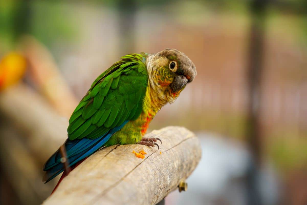 An adorable Conure perched on a wooden pole.