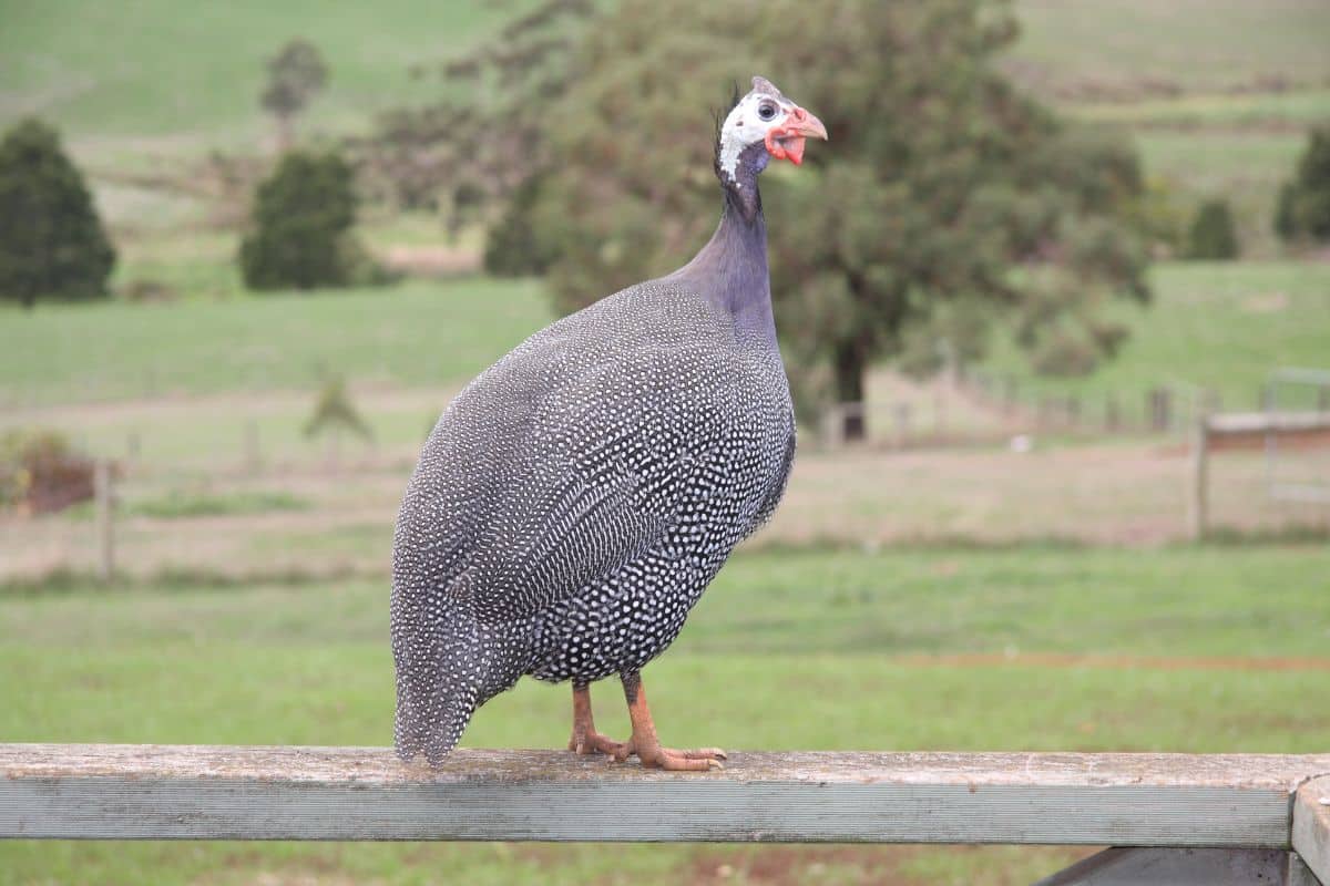 An adorable Guinea Fowl standing on a wooden fence.