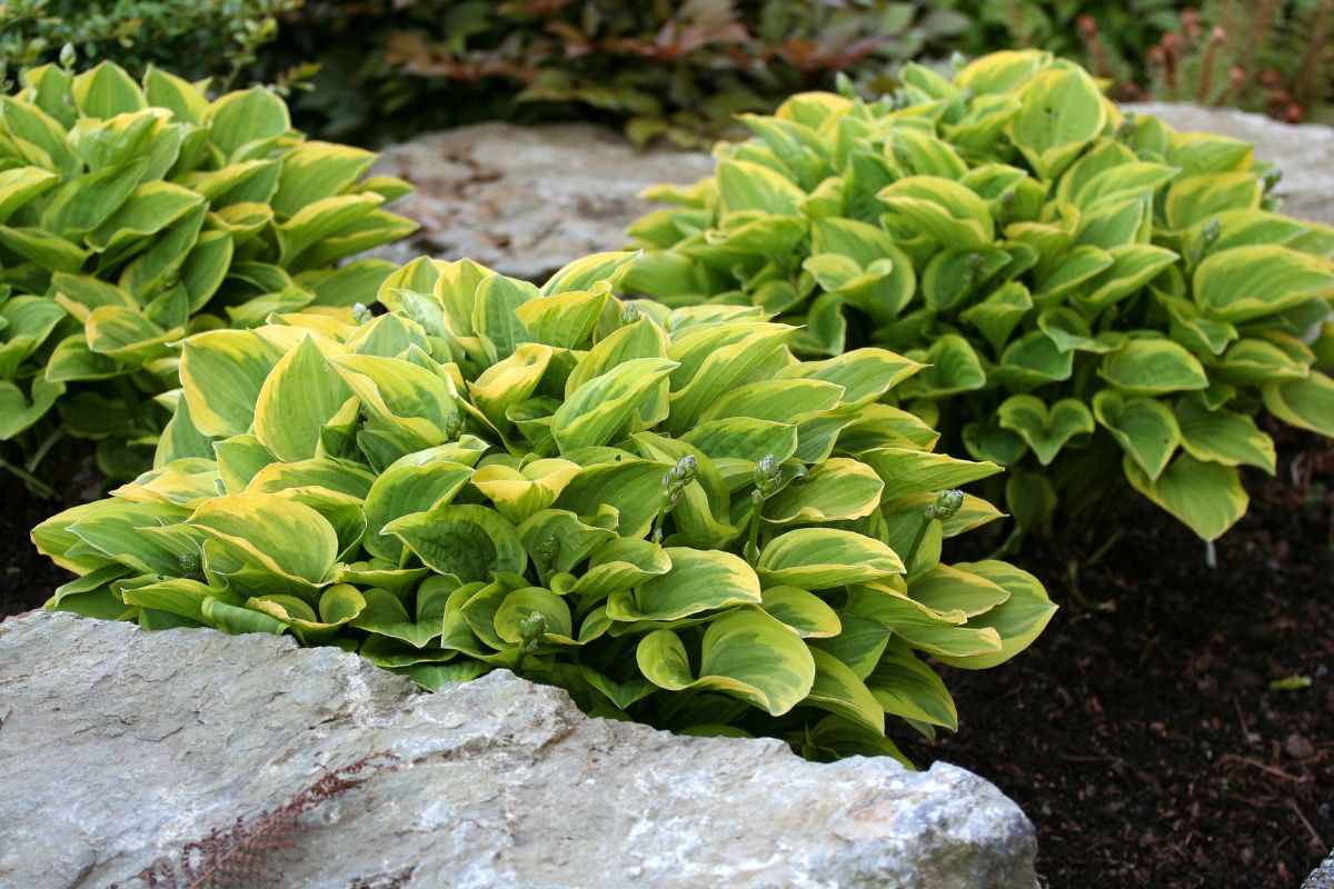 Beautiful Hostas growing in a garden.