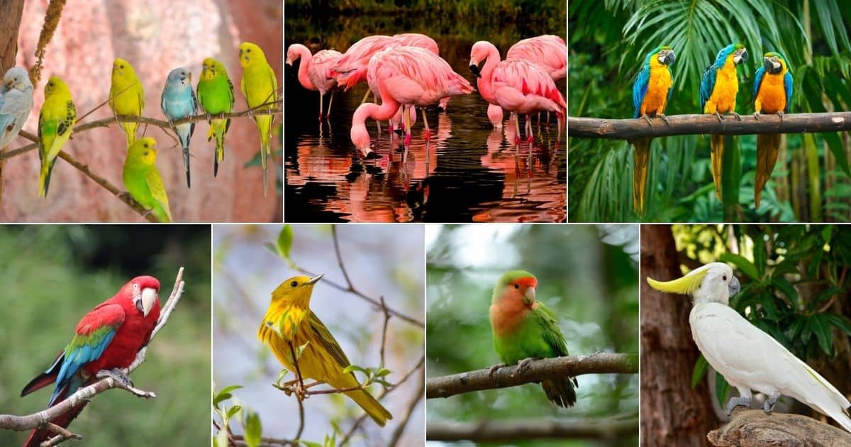 17 Birds With Longest Lifespan (Longest & Shortest) - Bird Nature