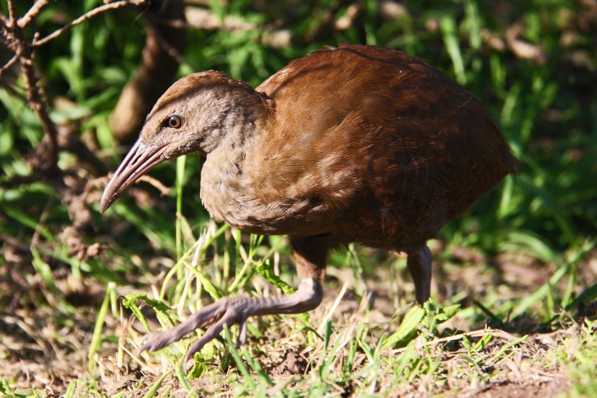 An adorable Lord Howe Woodhen walks on the ground on a sunny day.