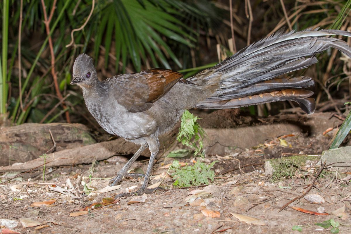 An adorable Lyrebird is standing on the ground.