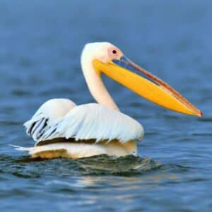 A beautiful Pelican swimming in the water.