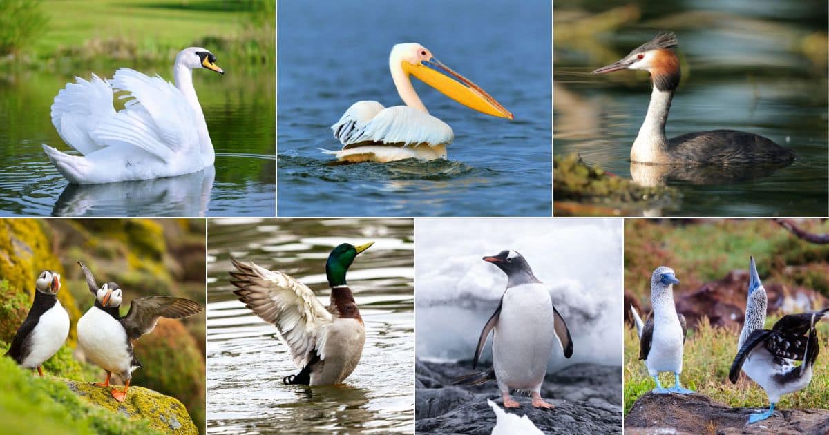 17 Majestic Birds That Can Swim (with Photos) facebook image.