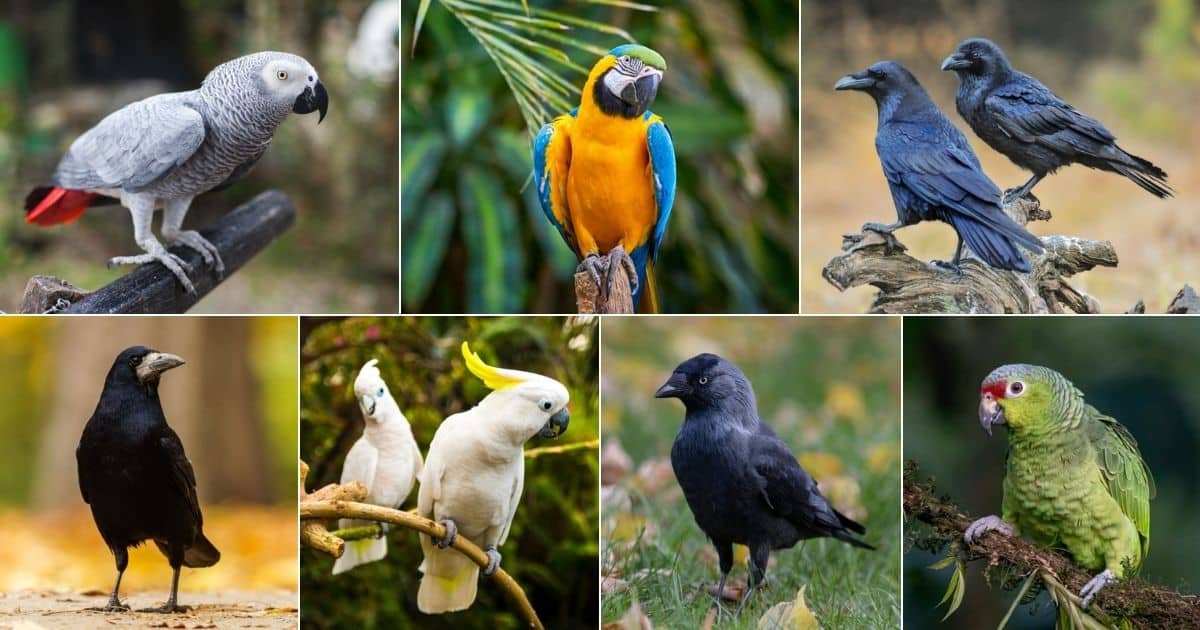 17 Smartest Birds in the World (Photos, Videos Included) facebook image.